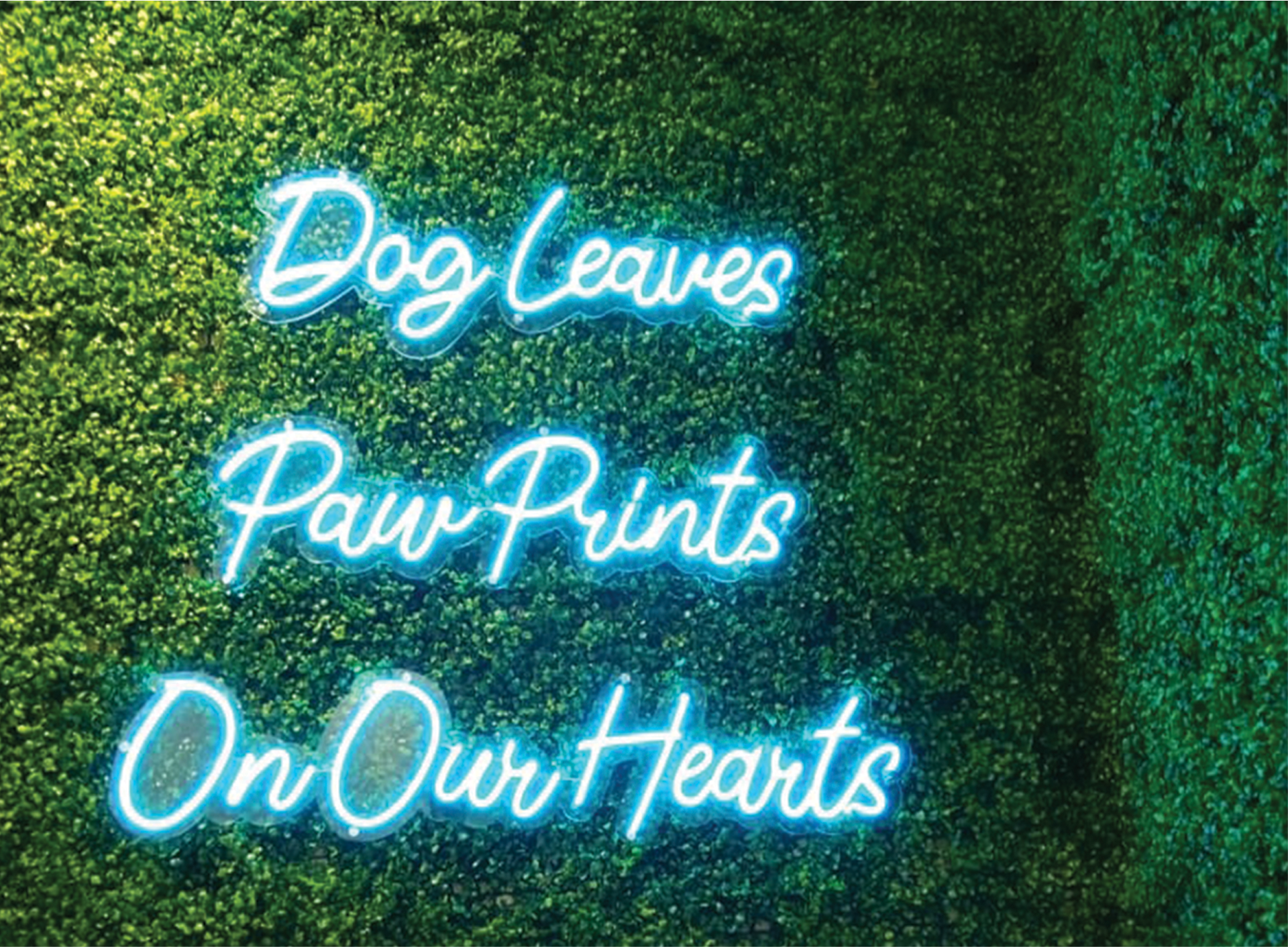 neon light dog laeves